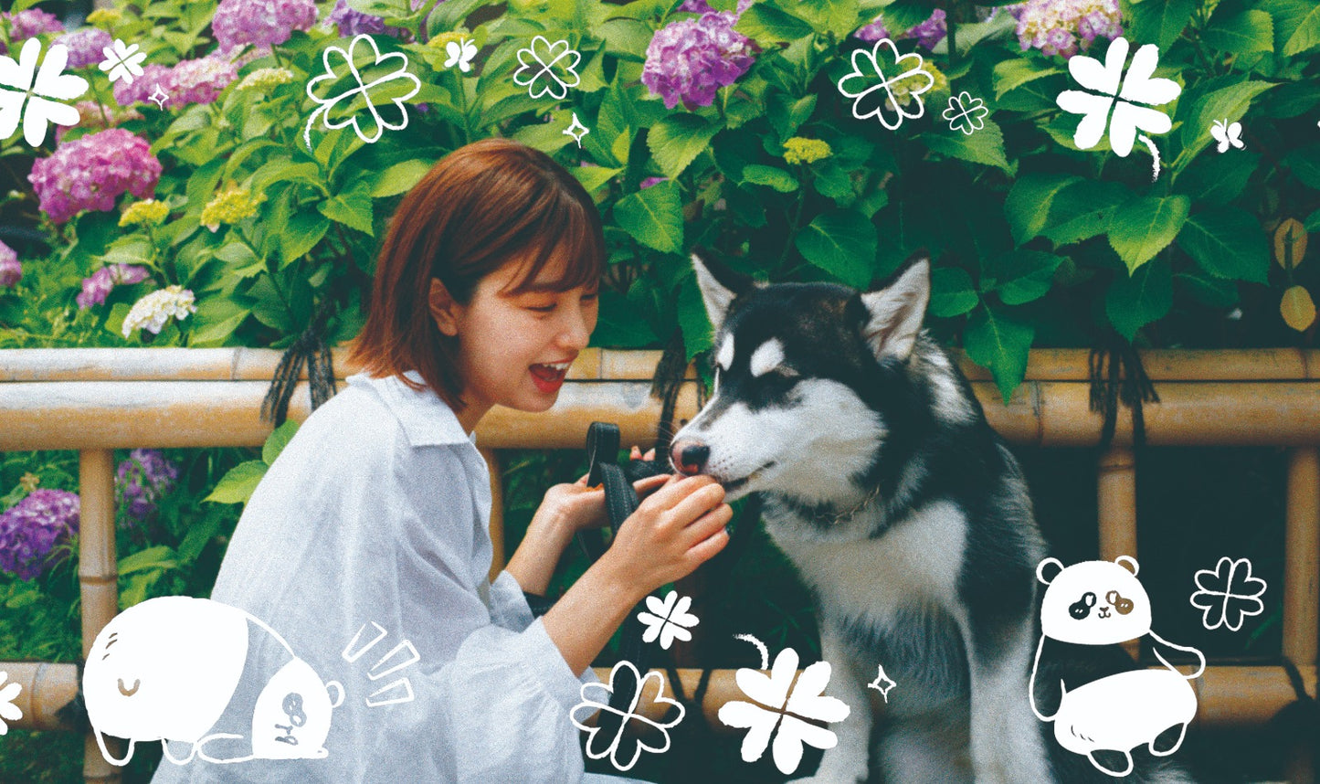 Goodie Reloadable film camera - Panda Friends Edition