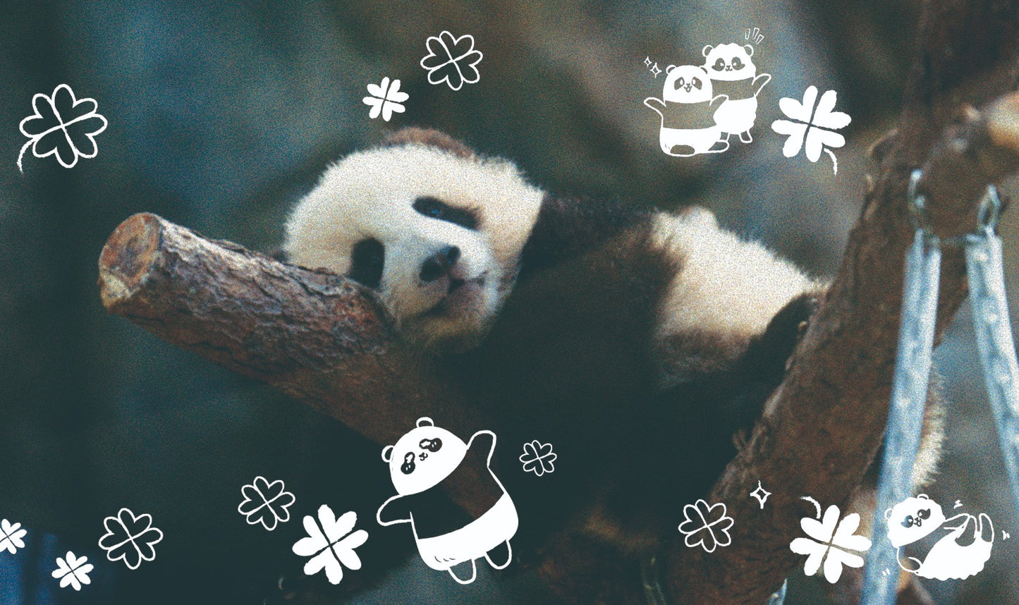 Goodie Reloadable film camera - Panda Friends Edition